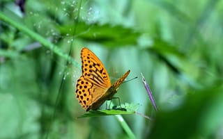 Картинка бабочка, природа, зелень, лето, красота, флора, макро