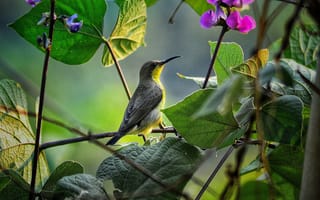Картинка птица, природа, цветы, зелень, фото, обои, животные