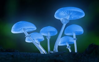 Картинка грибы, светящиеся, лес, природа, мистика, фотография, обои