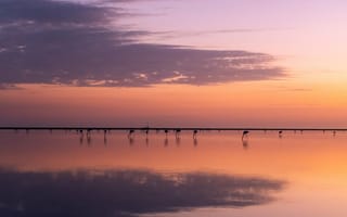 Картинка закат, озеро, природа, отражение, пейзаж, птицы, мирный