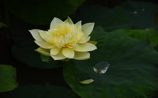 Картинка цветок, лотос, природа, водяные растения, жёлтый, красота, листья