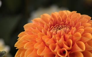 Картинка цветок, даалия, оранжевый, природа, красота, макро, растение