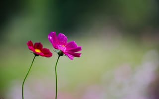 Картинка цветы, природа, красота, фото, обои, растения, лето