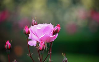 Картинка роза, цветы, природа, красота, сад, розовый, бутон