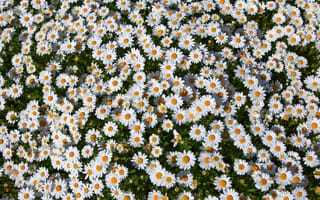 Картинка цветы, ромашки, природа, лето, зелень, пейзаж, красота