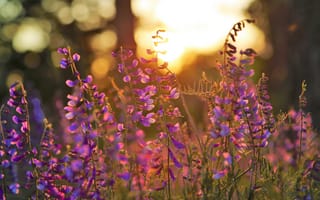 Картинка цветы, закат, природа, пейзаж, красота, фото, весна