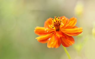 Картинка цветок, оранжевый, природа, макро, красота, растение, фото