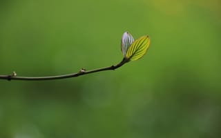 Картинка листья, природа, зелень, растение, весна, фото, обои