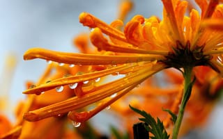 Картинка цветы, капли, природа, оранжевый, макро, растения, красота