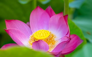 Картинка цветок, лотос, природа, красота, растение, фото, обои