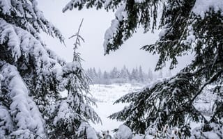 Картинка зима, снег, лес, природа, пейзаж, елки, холод