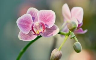 Картинка орхидея, цветы, природа, красота, розовый, растение, фото