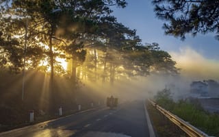 Картинка утро, лес, туман, солнце, дорога, природа, пейзаж