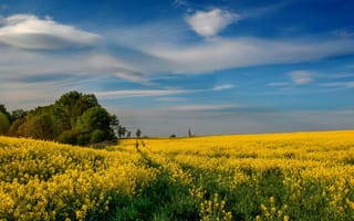 Картинка пейзаж, жёлтые цветы, небо, природа, лето, поле, деревья