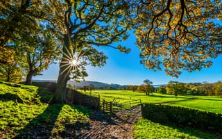 Картинка природа, пейзаж, деревья, солнце, осень, зелень, открытое пространство