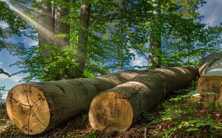 Картинка лес, деревья, пейзаж, природа, древесина, свет, отдых