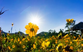 Картинка цветы, солнце, природа, пейзаж, жёлтый, лето, небо