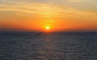 Картинка закат, море, пейзаж, природа, небо, птица, красота