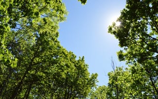 Картинка деревья, небо, солнце, природа, зелень, лето, пейзаж