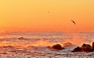 Картинка закат, море, пейзаж, природа, скалы, птицы, океан, вода, горы, солнце