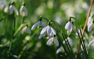 Картинка цветы, снегирь, природа, весна, белый, зелень, красота