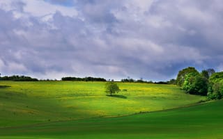 Картинка пейзаж, природа, зелень, дерево, небо, облака, луг