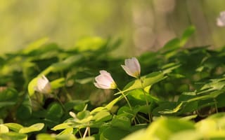 Картинка цветы, природа, зелень, лето, фотография, обои, растения
