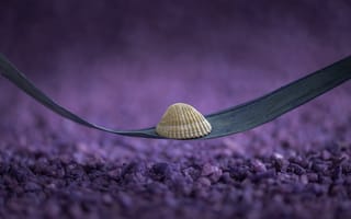 Картинка ракушка, лист, фон, природа, минимализм, пурпурный, абстракция