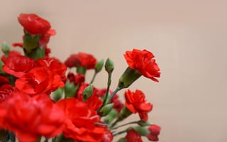 Картинка цветы, красные, гвоздики, природа, декор, красота, флора
