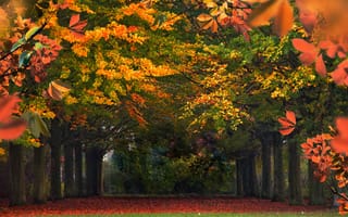Картинка осень, деревья, пейзаж, природа, листья, парк, цвета