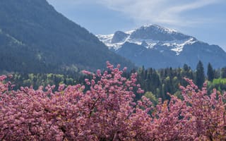 Картинка цветы, горы, природа, весна, пейзаж, розовый, деревья