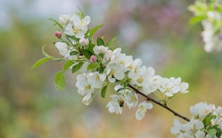 Картинка цветы, природа, весна, яблоня, белый, плодовые деревья, пчела