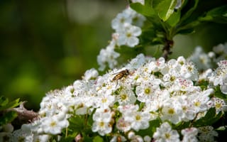 Картинка цветы, природа, насекомые, пчела, лето, белые цветы, макро