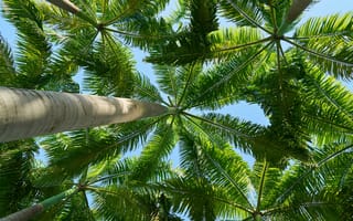 Картинка пальмы, небо, зелень, природа, отдых, лето, ландшафт