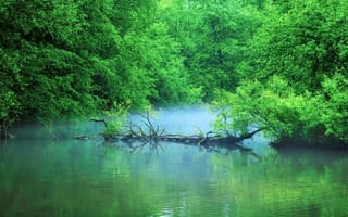Картинка природа, река, лес, зелень, туман, пейзаж, отражение