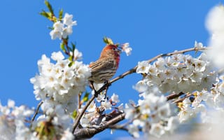 Картинка птица, цветы, весна, природа, дерево, синий, красный