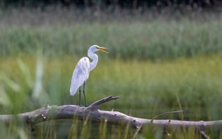 Картинка птица, белая цапля, природа, водоем, пейзаж, фото, животные