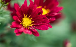 Картинка цветы, красный, природа, макро, растения, красота, фото