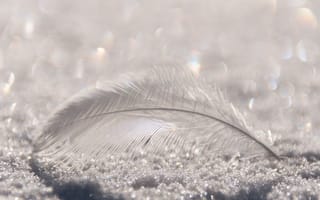 Картинка перо, снег, природа, минимализм, зима, фотография, бokeh