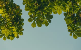 Картинка листья, природа, небо, зелень, дерево, лето, фон