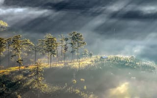 Картинка лес, природа, туман, свет, деревья, пейзаж, горы