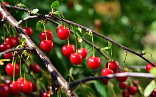 Картинка вишня, фрукты, природа, лето, ягоды, зелень, сад