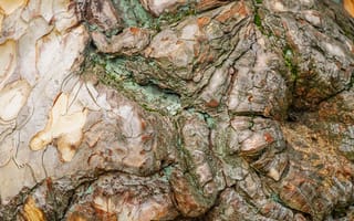 Картинка дерево, кора, текстура, природа, фоновое, органическое, растительность
