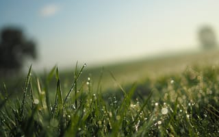 Картинка трава, роса, природа, утро, пейзаж, зелень, свет