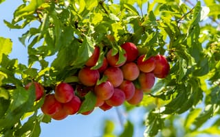 Картинка сливы, фрукты, природа, лето, дерево, зелень, сад