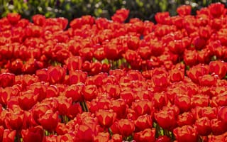 Картинка тюльпаны, цветы, красный, природа, сад, весна, пейзаж