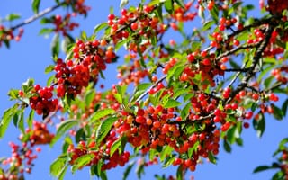 Картинка вишня, фрукты, природа, лето, дерево, ягоды, синий