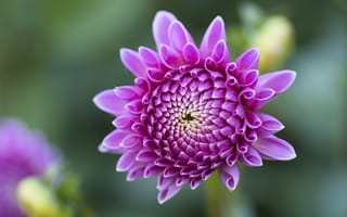Картинка цветок, дакия, пурпурный, природа, красота, растение, фото
