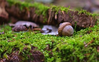 Картинка гриб, мох, лес, природа, грибница, осень, фото, макро, грибок, растительность