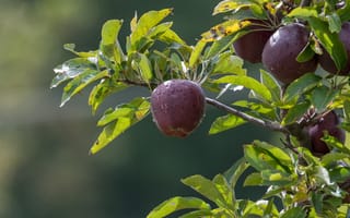 Картинка яблоки, фрукты, природа, дерево, листья, сад, осень